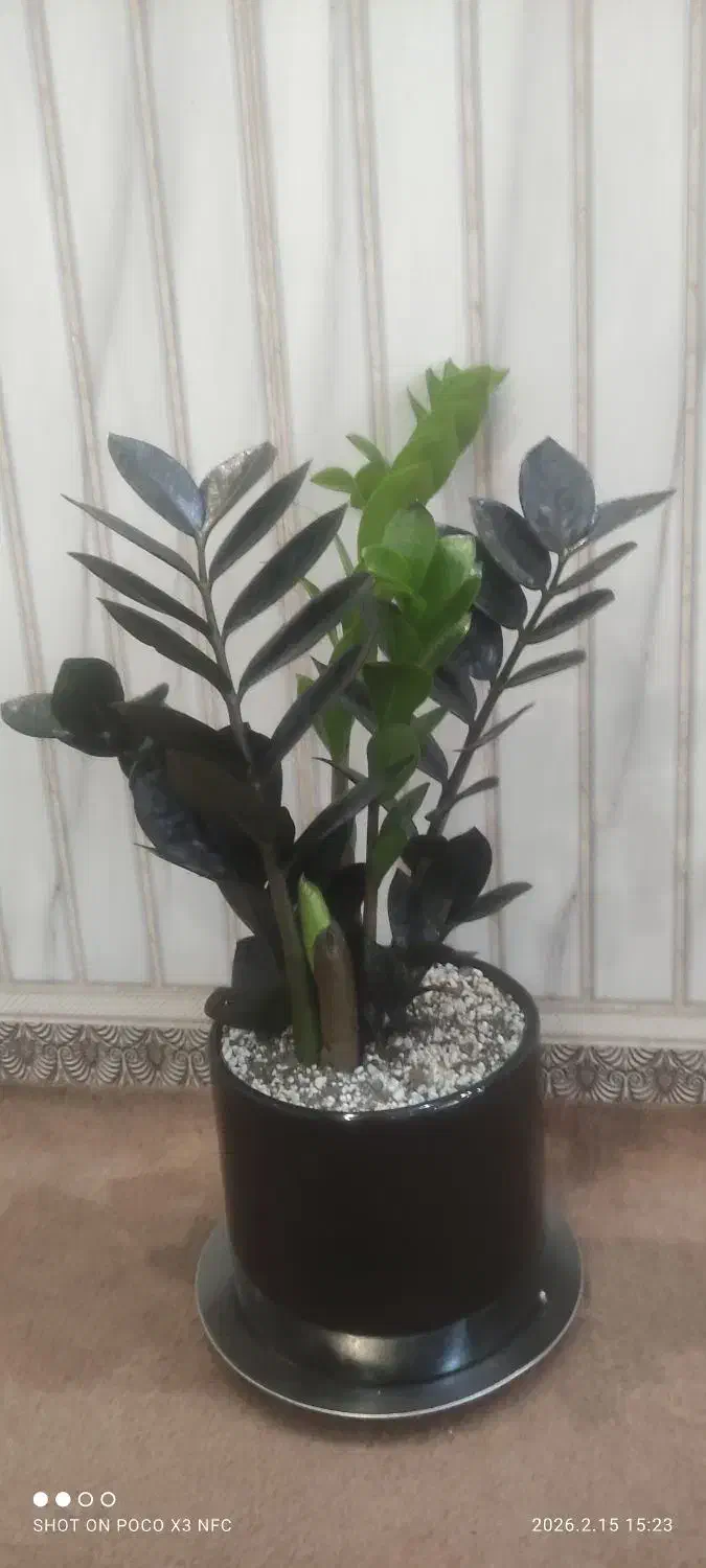 گل زاموفیلیا بلک|گل و گیاه طبیعی|مشهد, مهدی آباد|دیوار