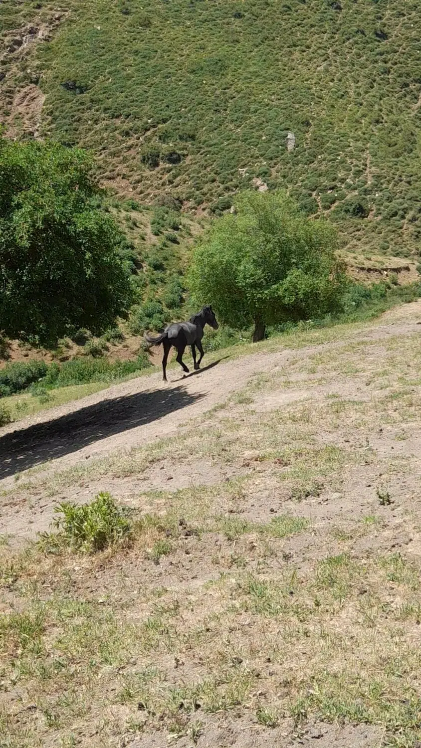 اسب|اسب و تجهیزات اسب‌سواری|خلخال, |دیوار