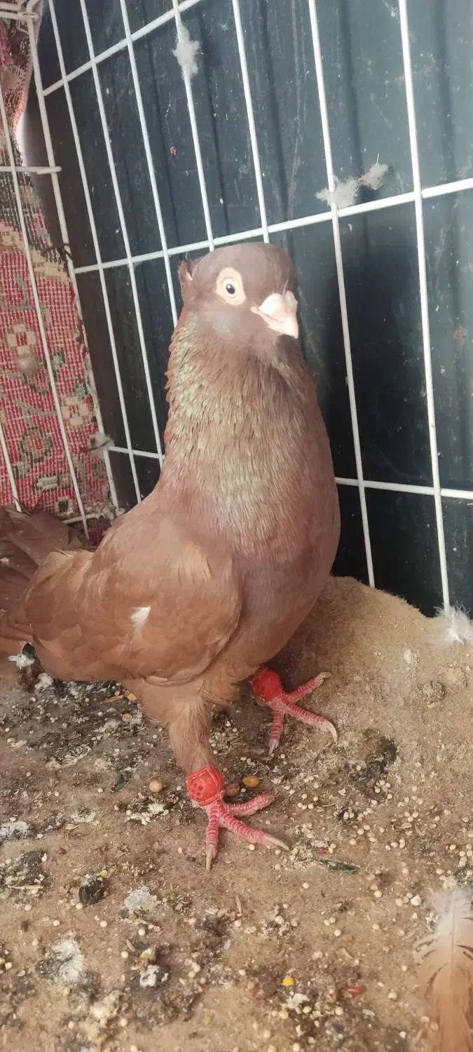 صرب سرخ|پرنده|امیدیه, |دیوار