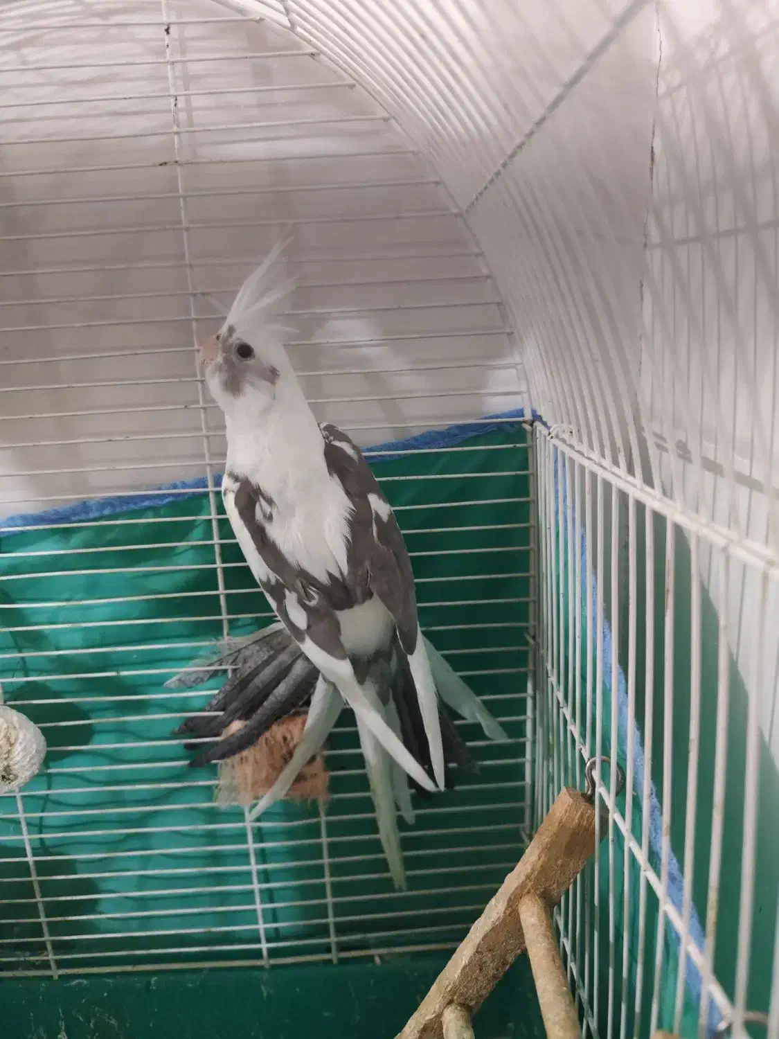 پرنده|پرنده|پلدختر, |دیوار