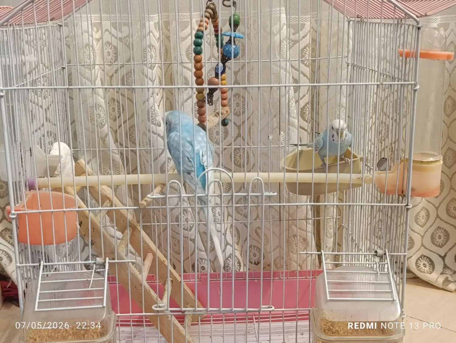 مرغ عشق|پرنده|منجیل, |دیوار