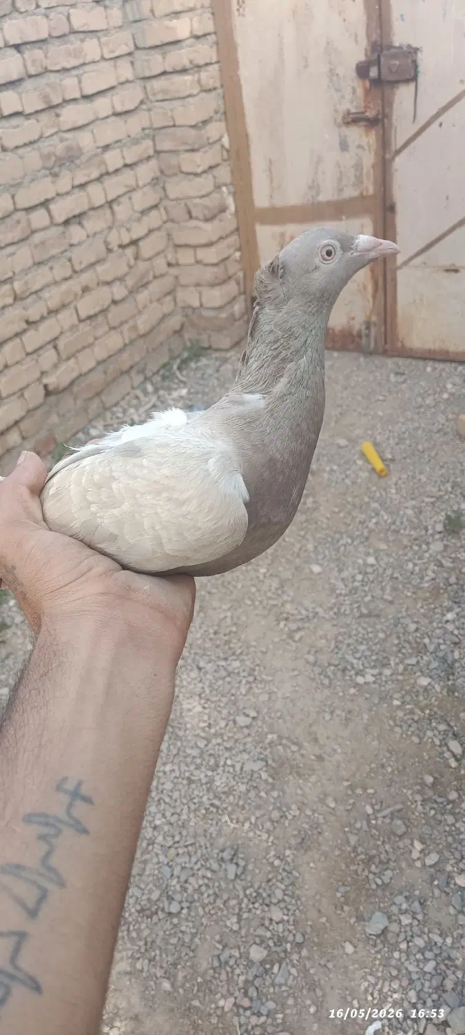 کفتر|پرنده|سده (خراسان جنوبی), |دیوار