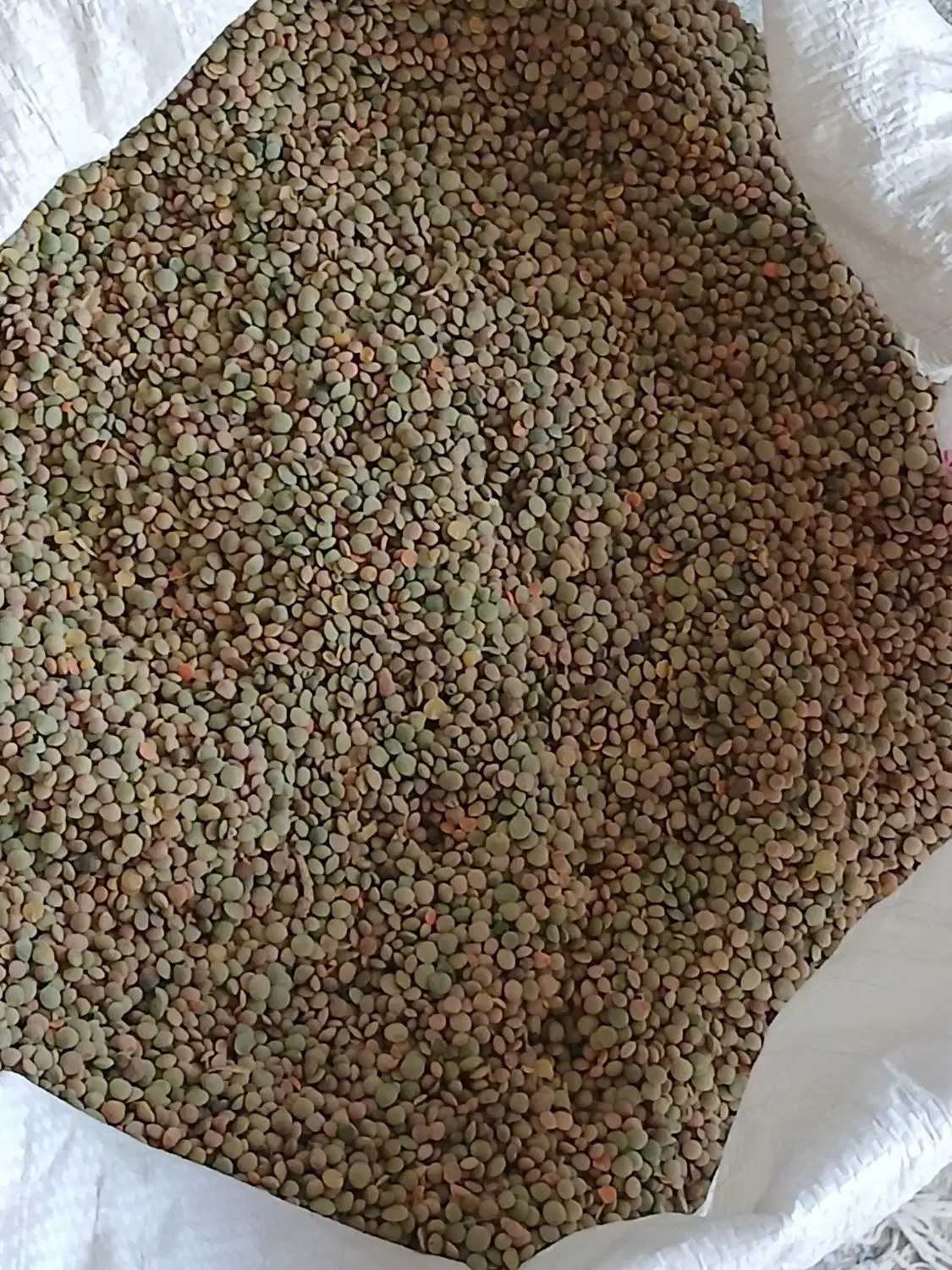 عدس‌|خوردنی و آشامیدنی|قوچان, |دیوار