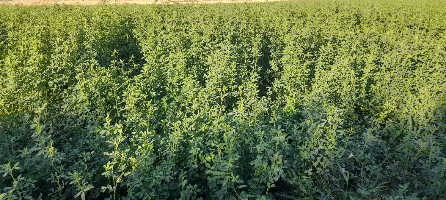 یونجه|لوازم جانبی حیوانات|طرهان, |دیوار