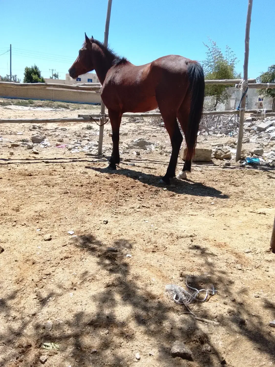 اسب|اسب و تجهیزات اسب‌سواری|قشم, |دیوار