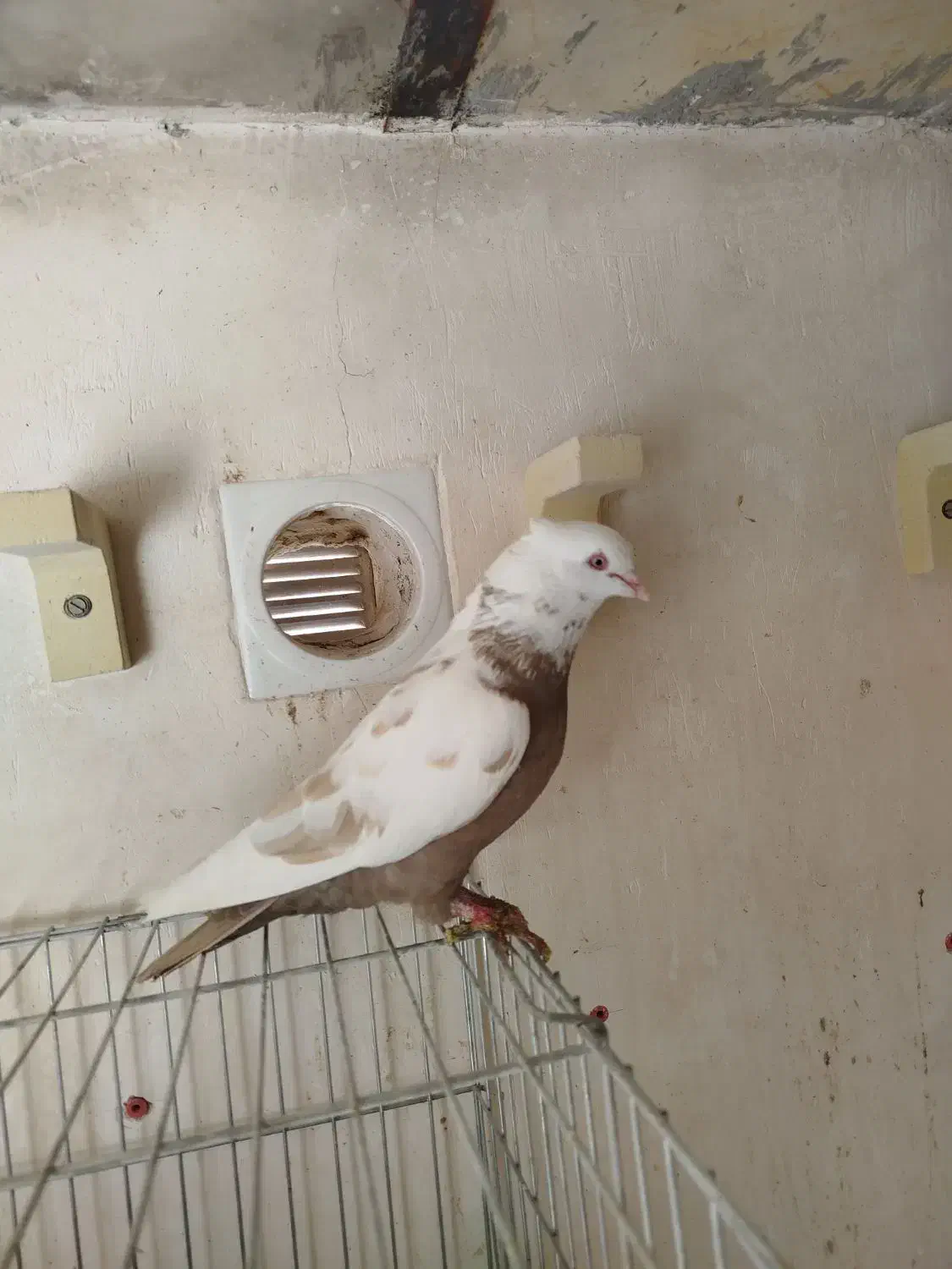 دم قهوه ای|پرنده|نیریز, |دیوار