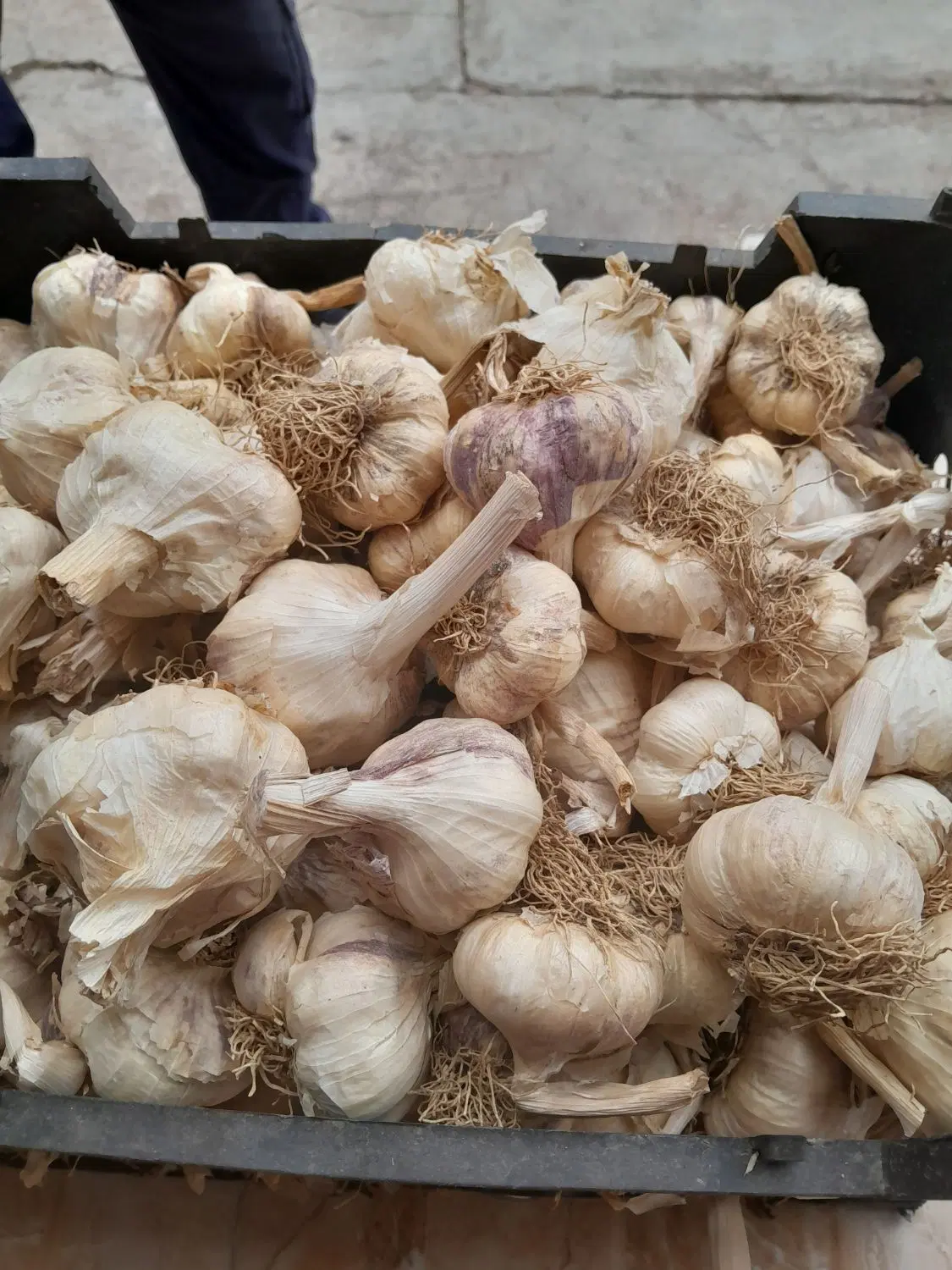 سیر|خوردنی و آشامیدنی|علی‌آباد کتول, |دیوار
