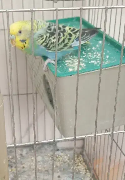 امادع|اسباببازی بچه|داراب, |دیوار