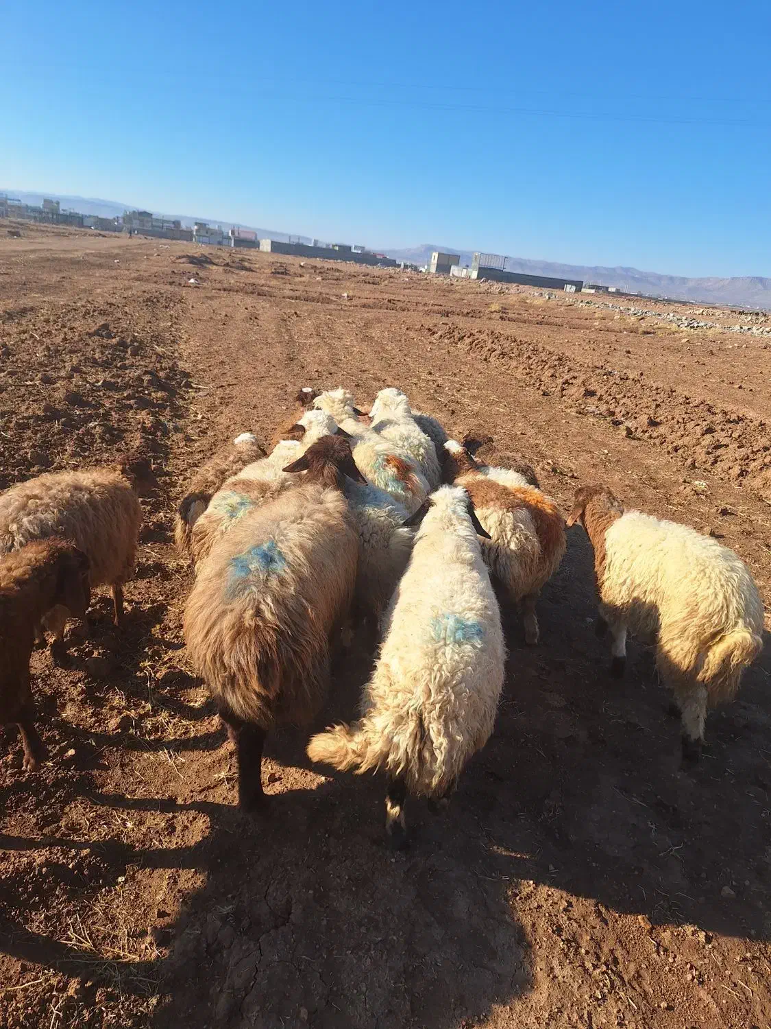 شک بره|حیوانات مزرعه|کوهدشت, |دیوار