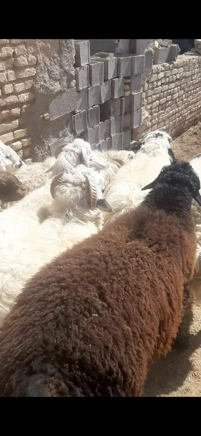 بره نر|حیوانات مزرعه|یزد, |دیوار