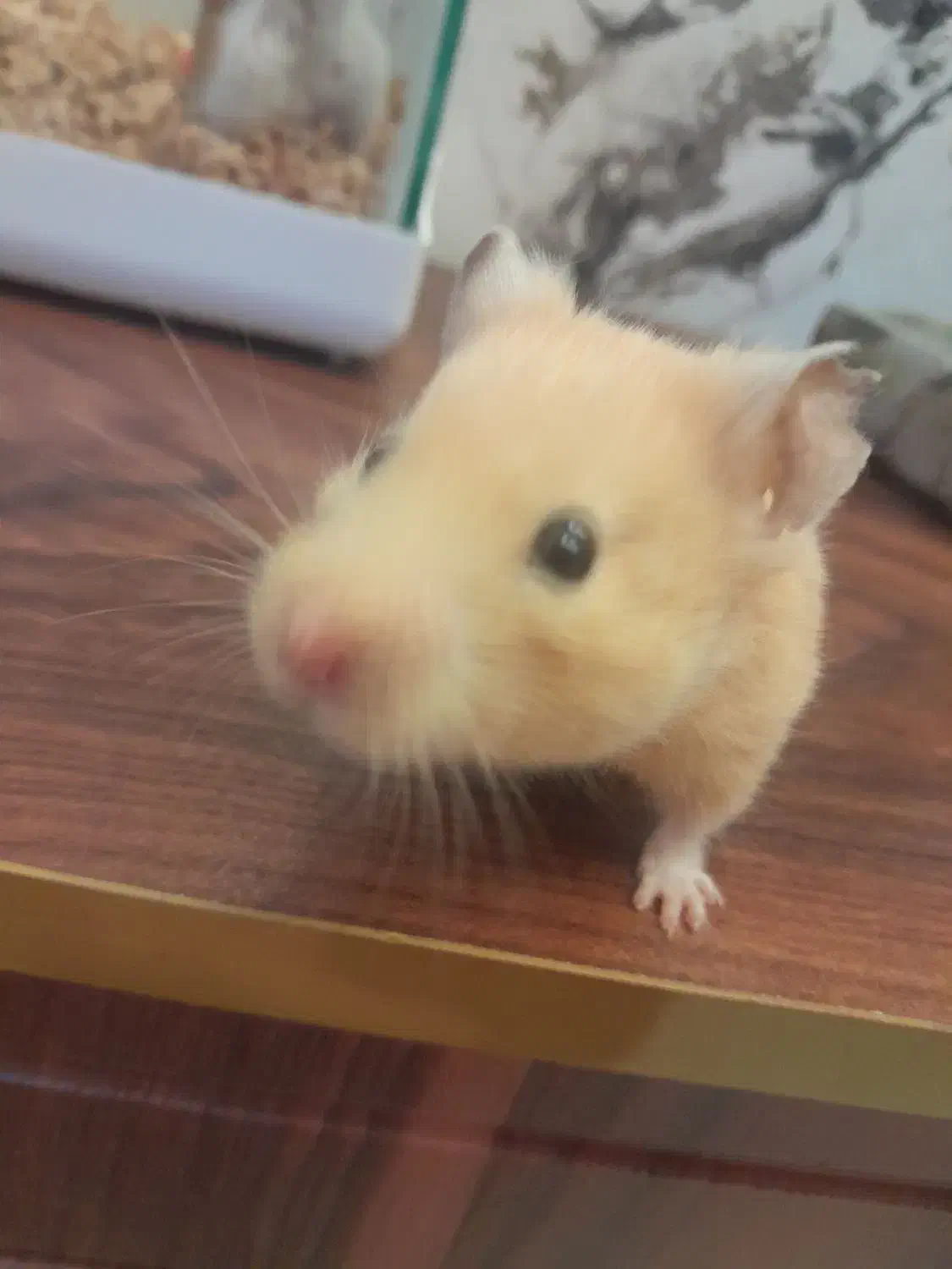 همستر هردو ماده باحال بازیگوش شیطون دستی زبر ررنگ|موش و خرگوش|محمدیه-قزوین, |دیوار