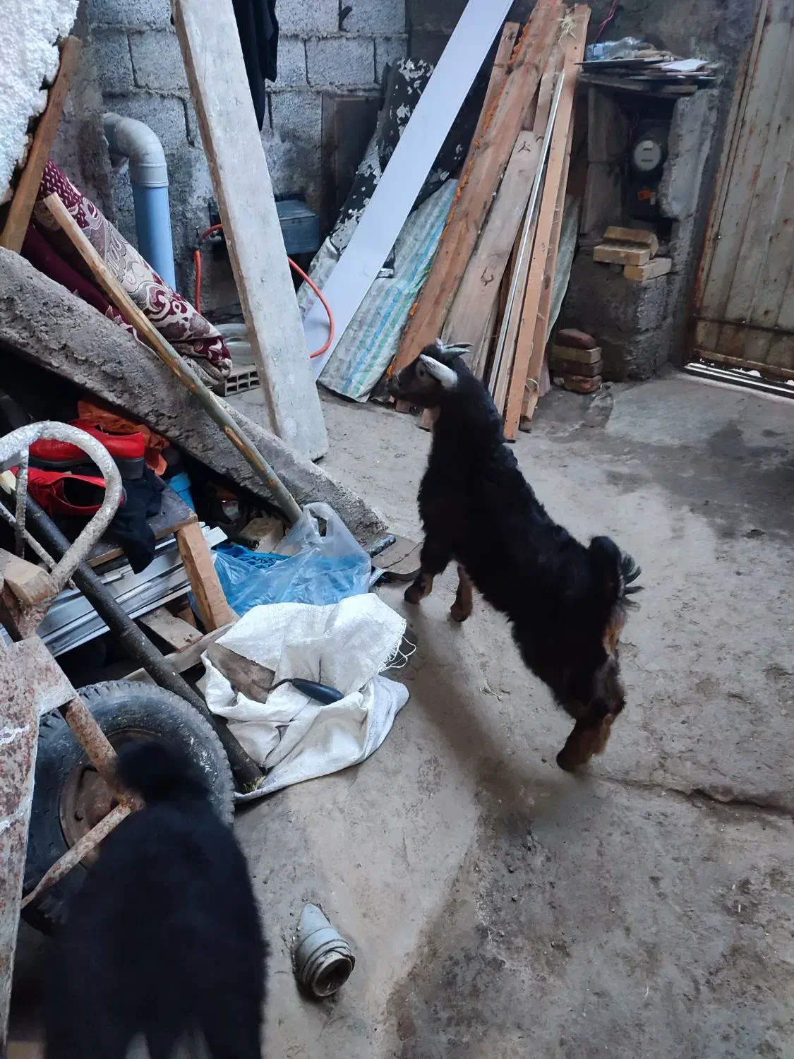 بز مولد|حیوانات مزرعه|رشت, ولکس|دیوار