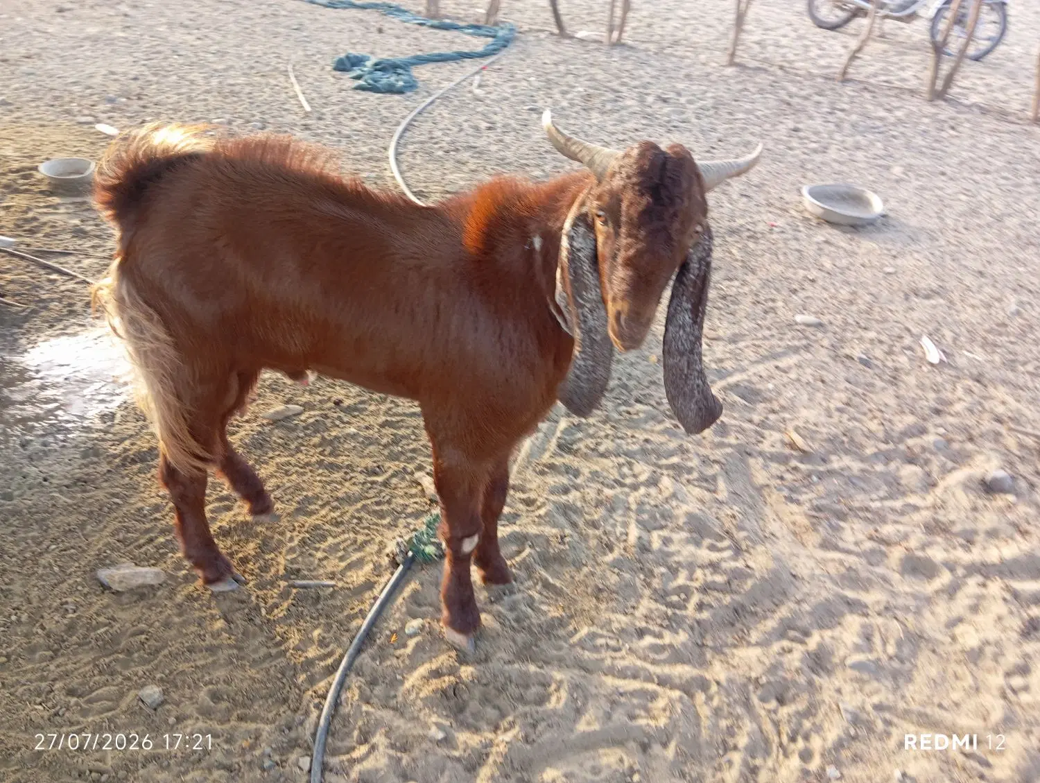 پاچن|حیوانات مزرعه|کاروان, |دیوار