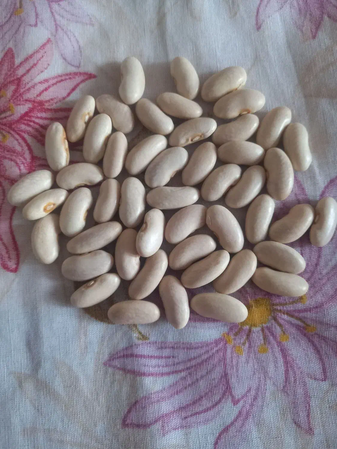 لوبیا|خوردنی و آشامیدنی|تیران, |دیوار