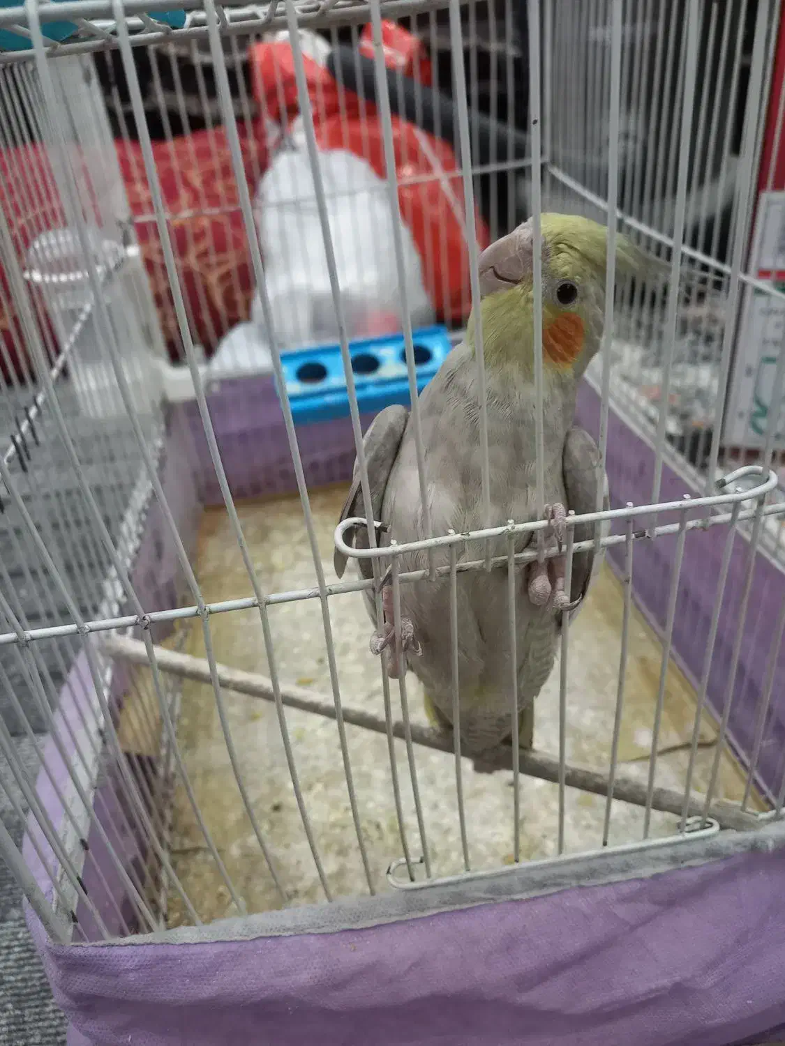 عروس هلندی|پرنده|آران و بیدگل, |دیوار