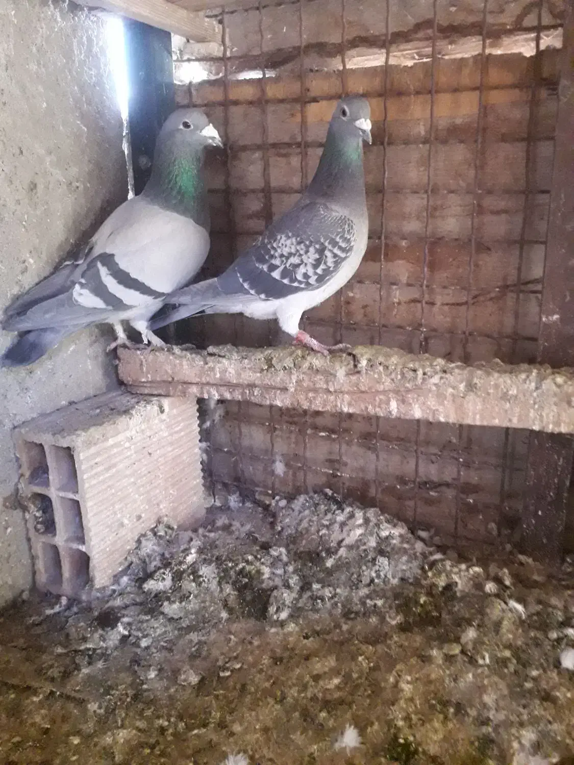 دوبر|پرنده|اردبیل, |دیوار