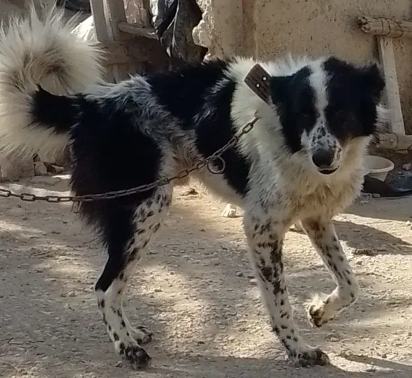 سگ نر|سگ|چغادک, |دیوار