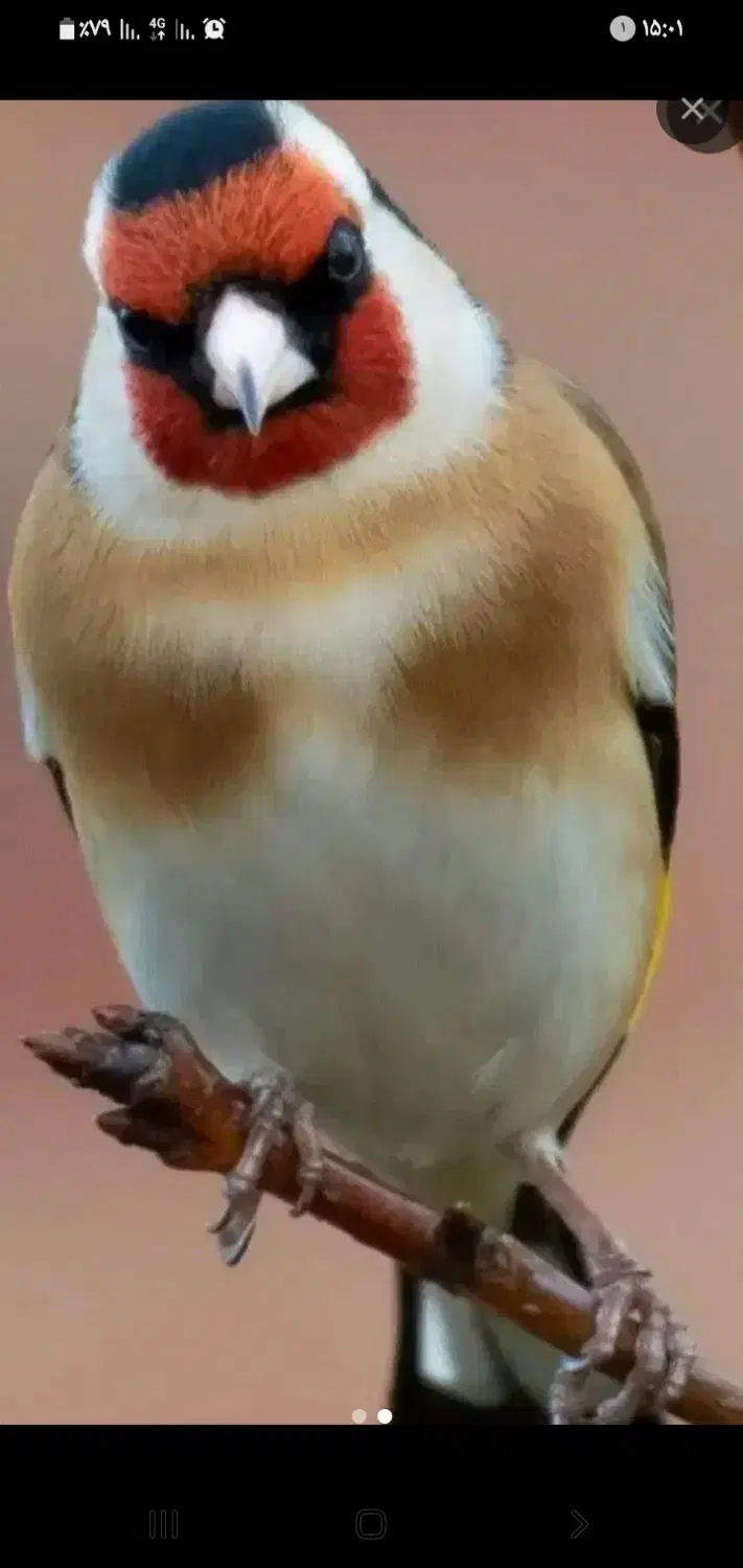 سهره|پرنده|شازند, |دیوار