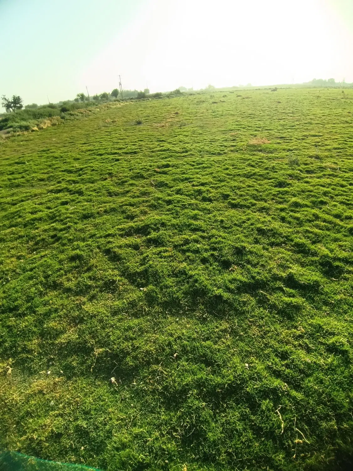 چمن رول|گل مصنوعی|اصفهان, براآن شمالی|دیوار