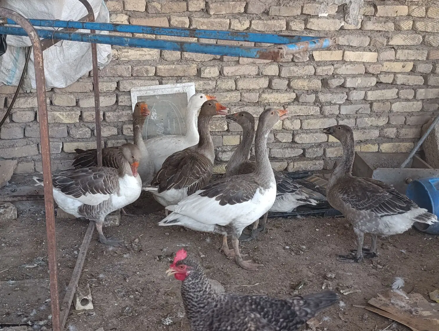 اردک غاز|حیوانات مزرعه|دشت آزادگان, |دیوار