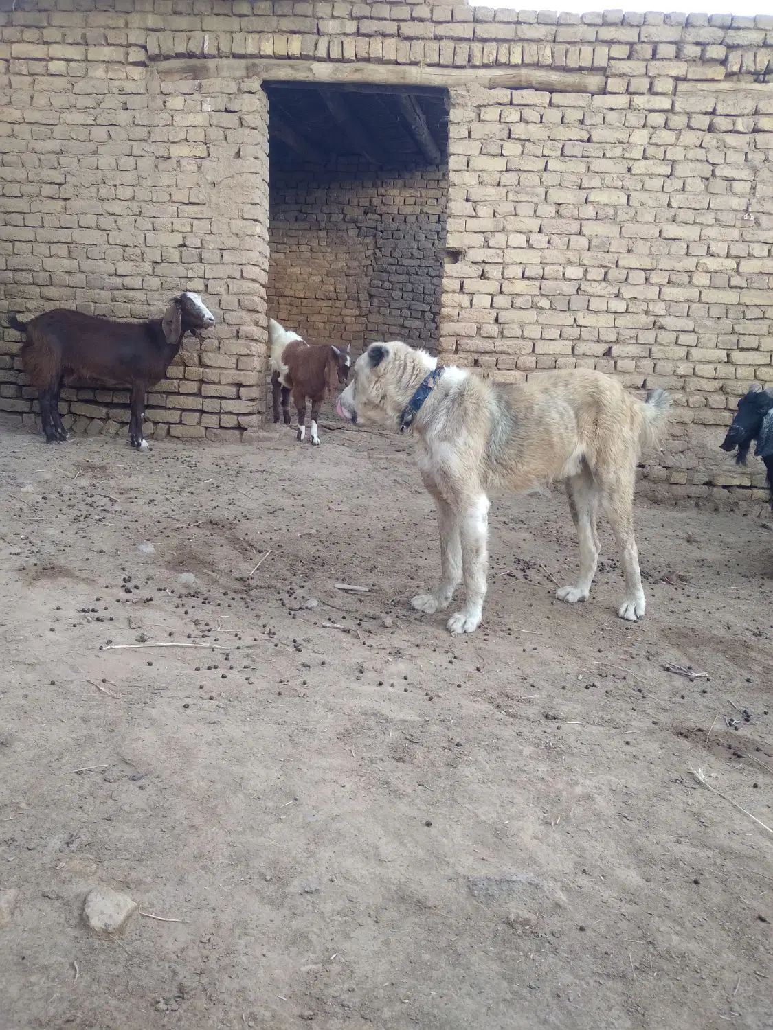 سگه گله ای|سگ|طاغنکوه, |دیوار