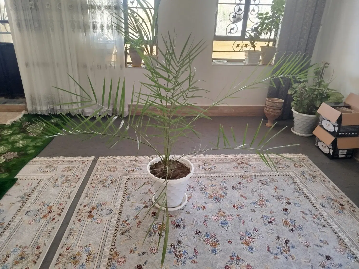 گل نخل|گل و گیاه طبیعی|بکتاش, |دیوار
