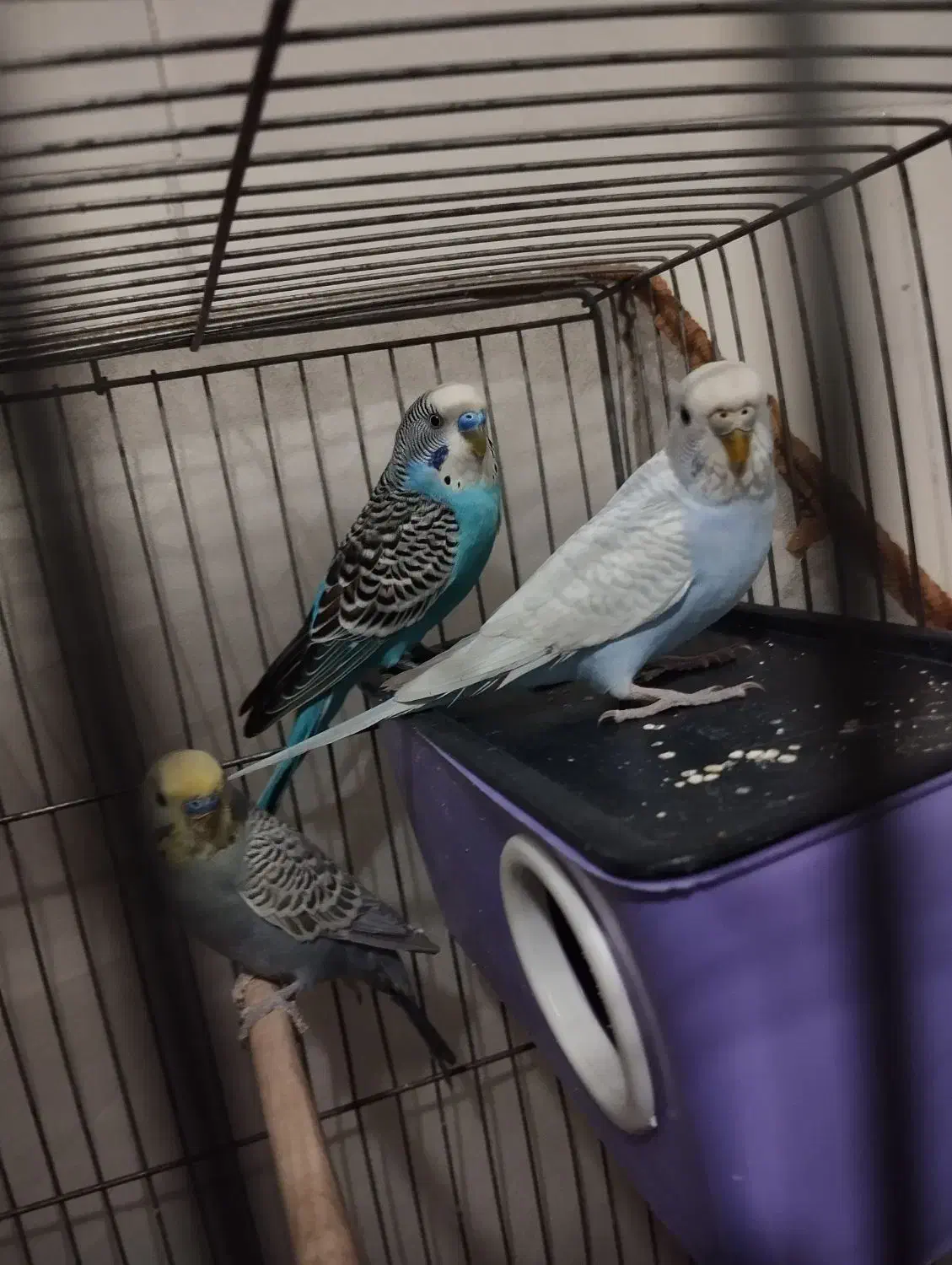 پرنده|پرنده|سیرجان, |دیوار