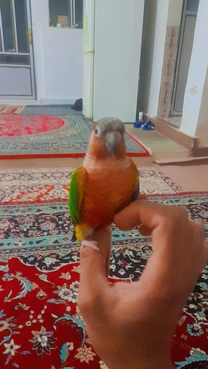 پرنده|پرنده|اسلام‌‌آباد غرب, |دیوار