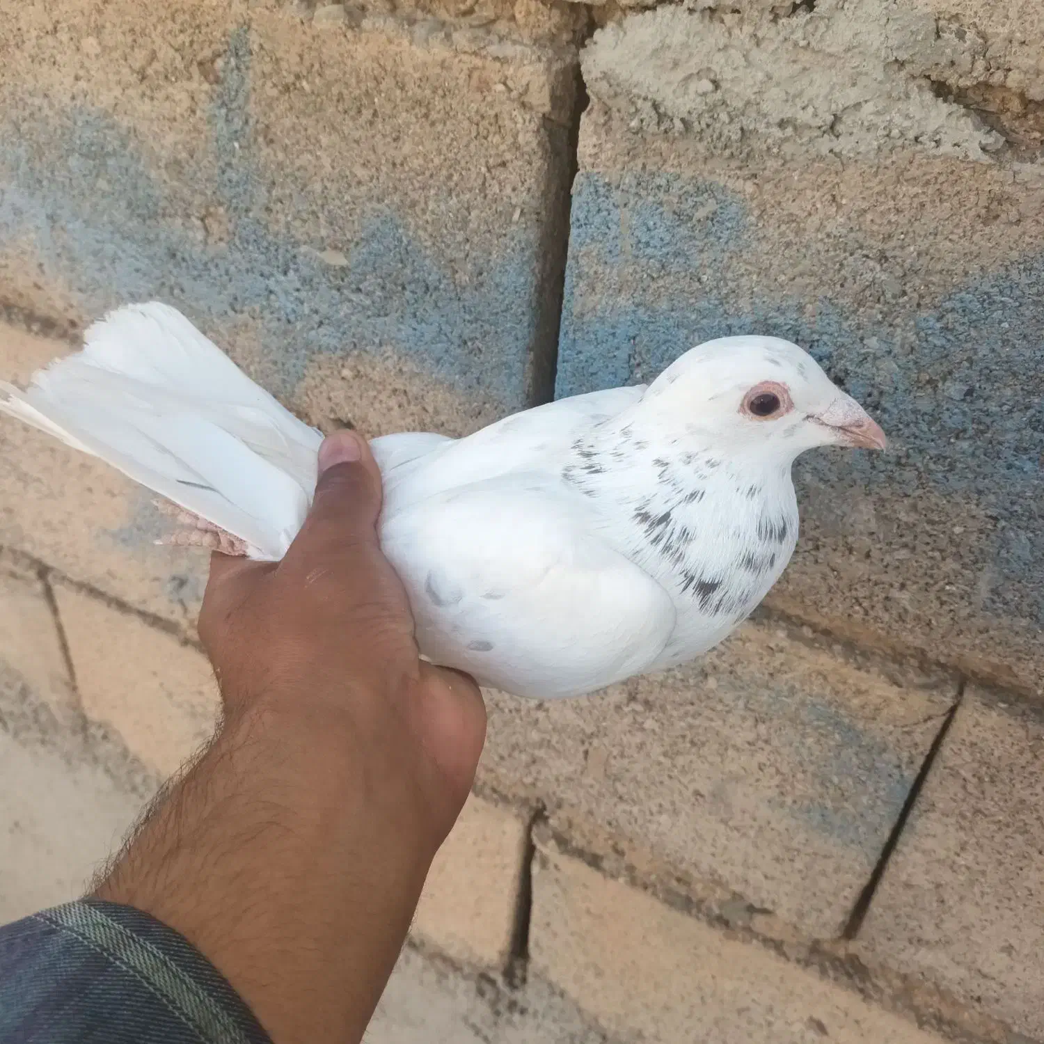 نامور|پرنده|کنگاور, |دیوار