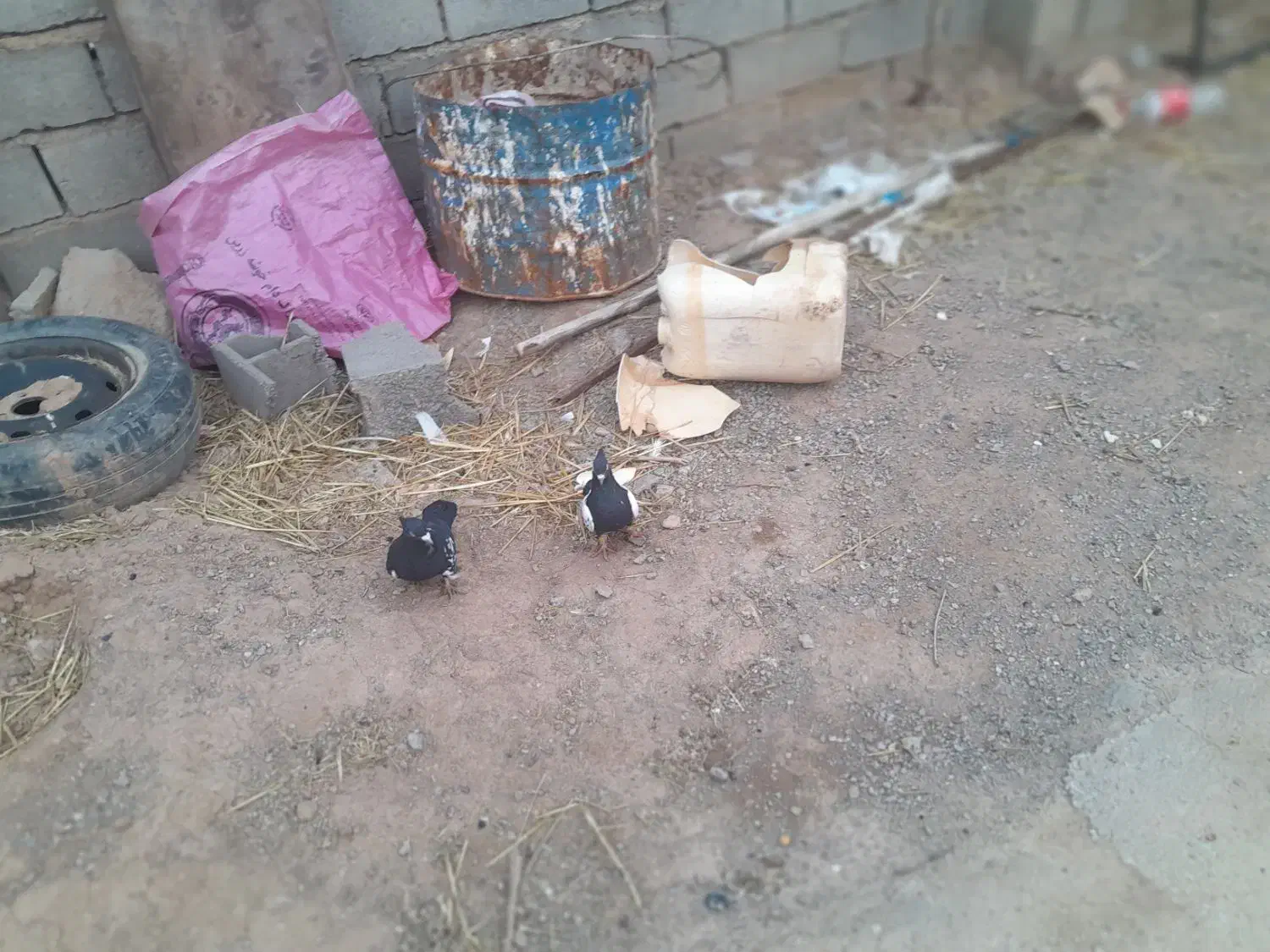 فروشی|پرنده|تربت جام, جامرود|دیوار