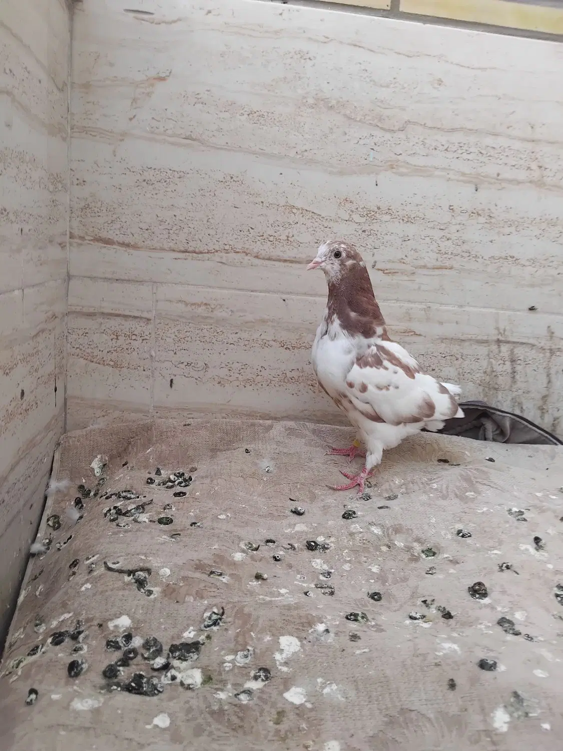 کفتر|پرنده|اصفهان, رهنان|دیوار
