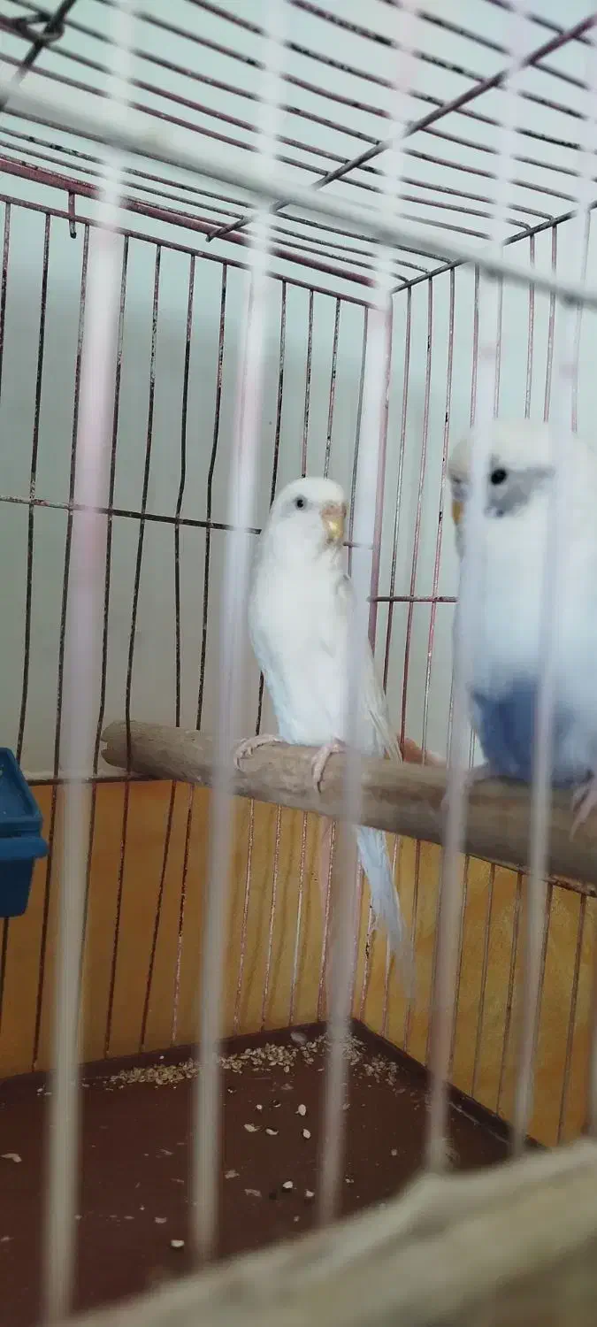 مرغ عشق|پرنده|نقده, |دیوار