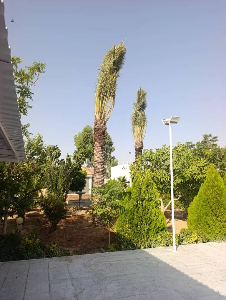 درخت|گل و گیاه طبیعی|خفر, |دیوار
