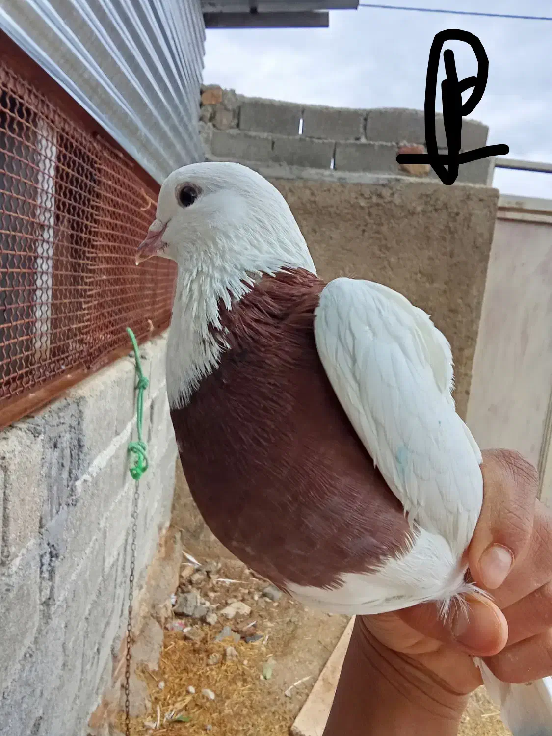 کبوتر|پرنده|ایوان, |دیوار