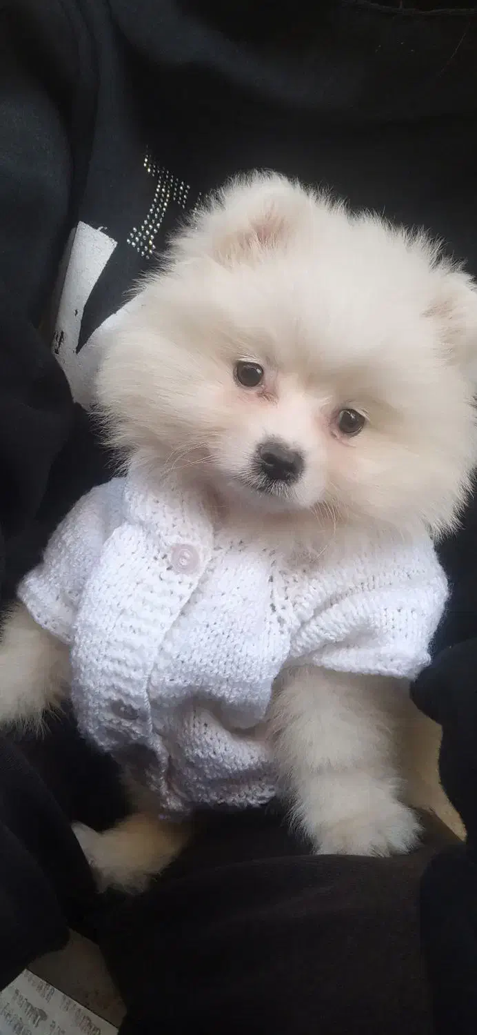 گم شده|حیوانات|کرمانشاه, |دیوار