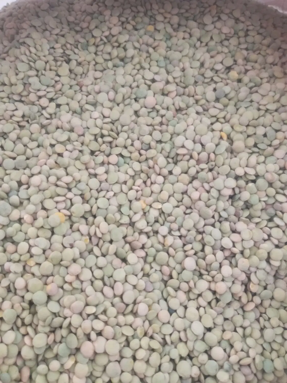 عدس|خوردنی و آشامیدنی|شیروان (خراسان), |دیوار