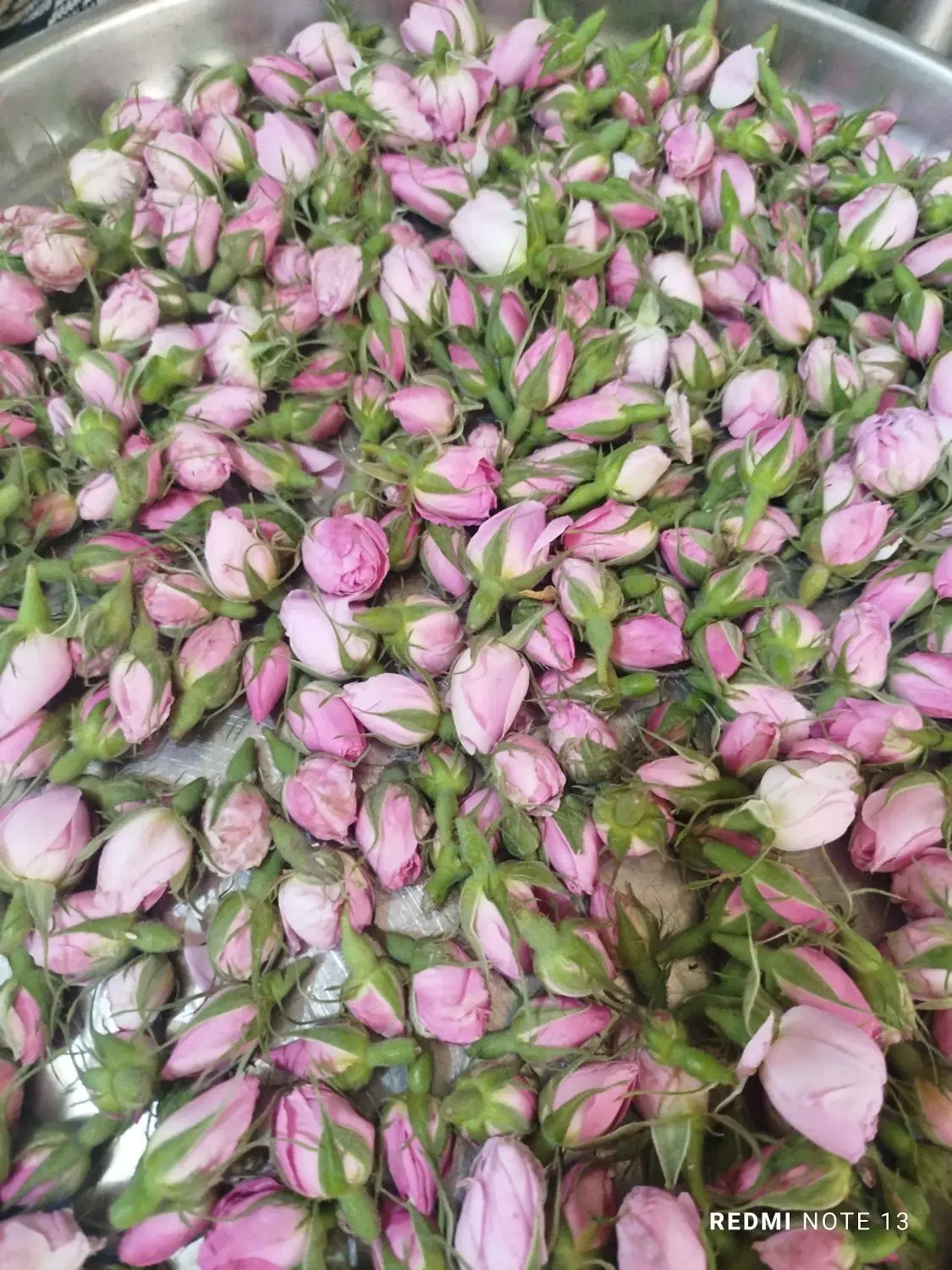 گل محمدی|گل و گیاه طبیعی|ایلام, |دیوار