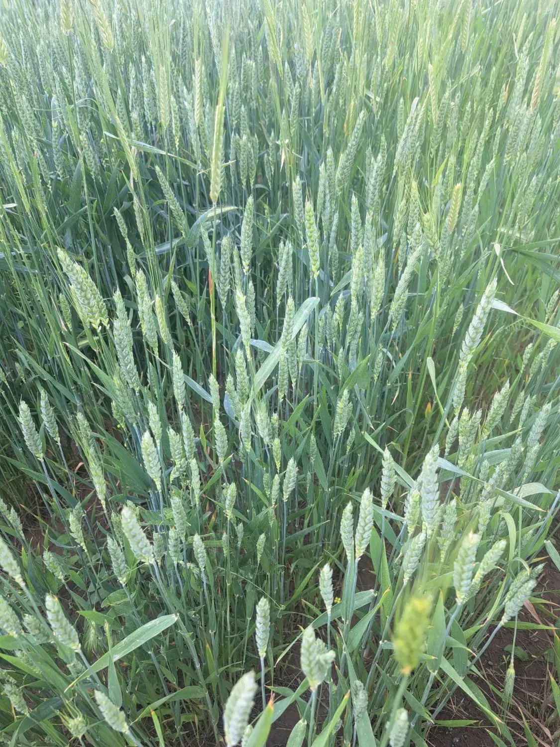 گندم|خدمات باغبانی و درختکاری|اردبیل, |دیوار