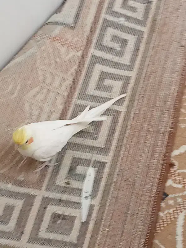 پرنده|پرنده|گلپایگان, |دیوار