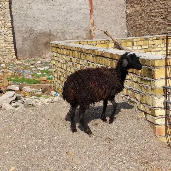 بره شیرمست نر۲۰|حیوانات مزرعه|قزوین, |دیوار