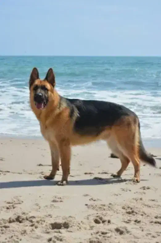 سگ پیدا شده|حیوانات|اصفهان, نصرآباد|دیوار