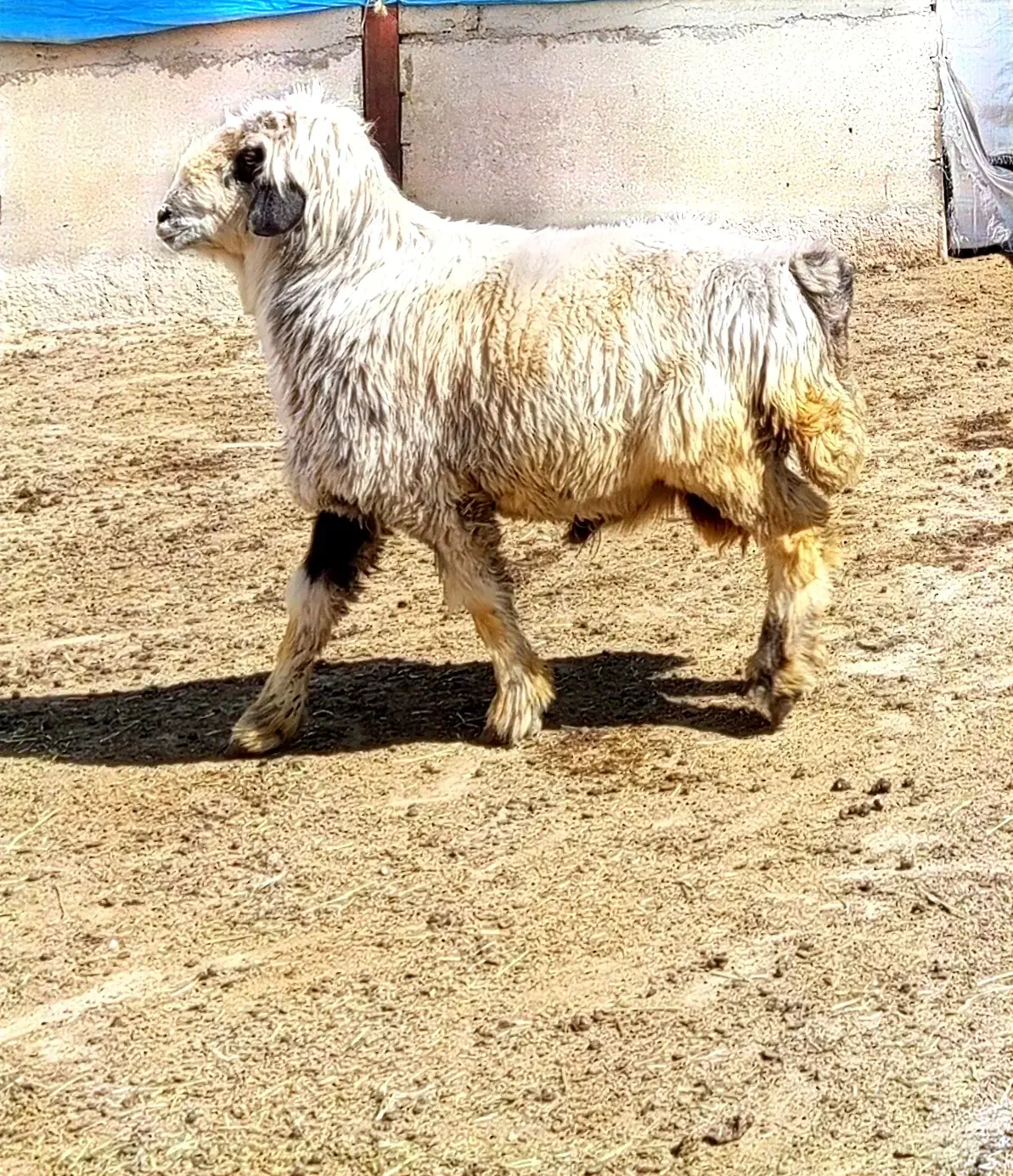 قوچ ترکی|حیوانات مزرعه|شیراز, کوشک بیدک|دیوار