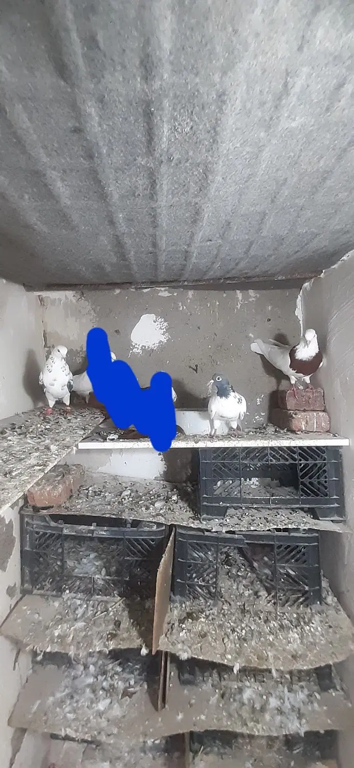 کلفه|پرنده|اردبیل, |دیوار