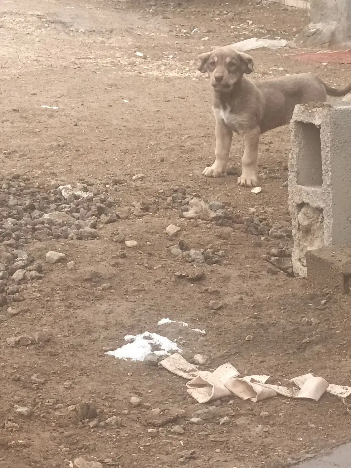 سگ پژدر|سگ|بیجار, |دیوار