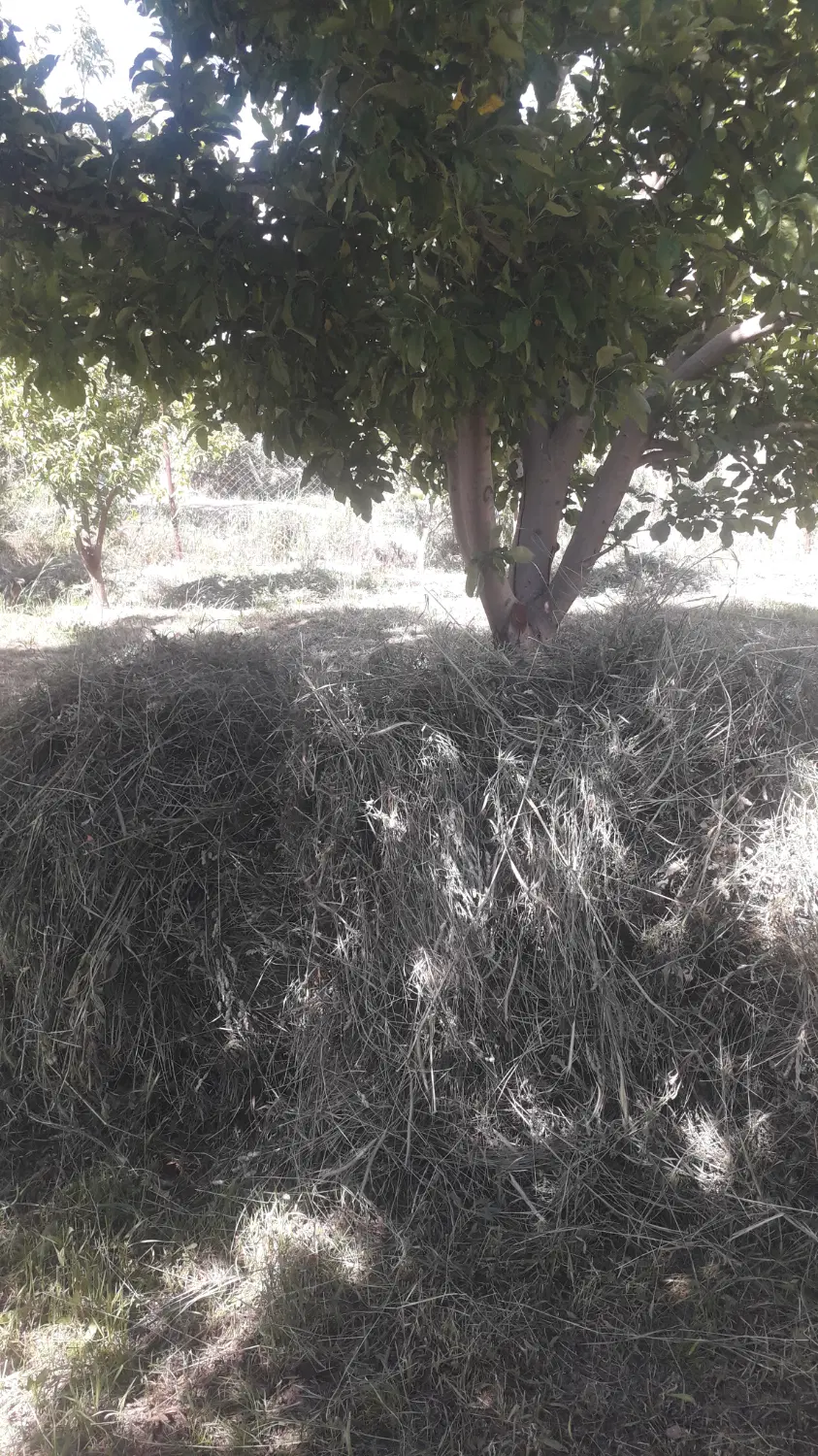 علف باغی|گل و گیاه طبیعی|کندوان, |دیوار