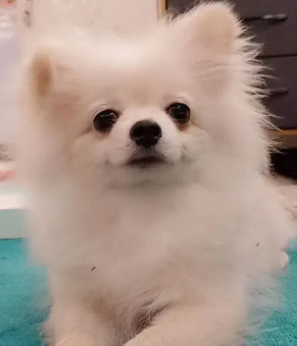 سگ پامر|سگ|اراک, |دیوار