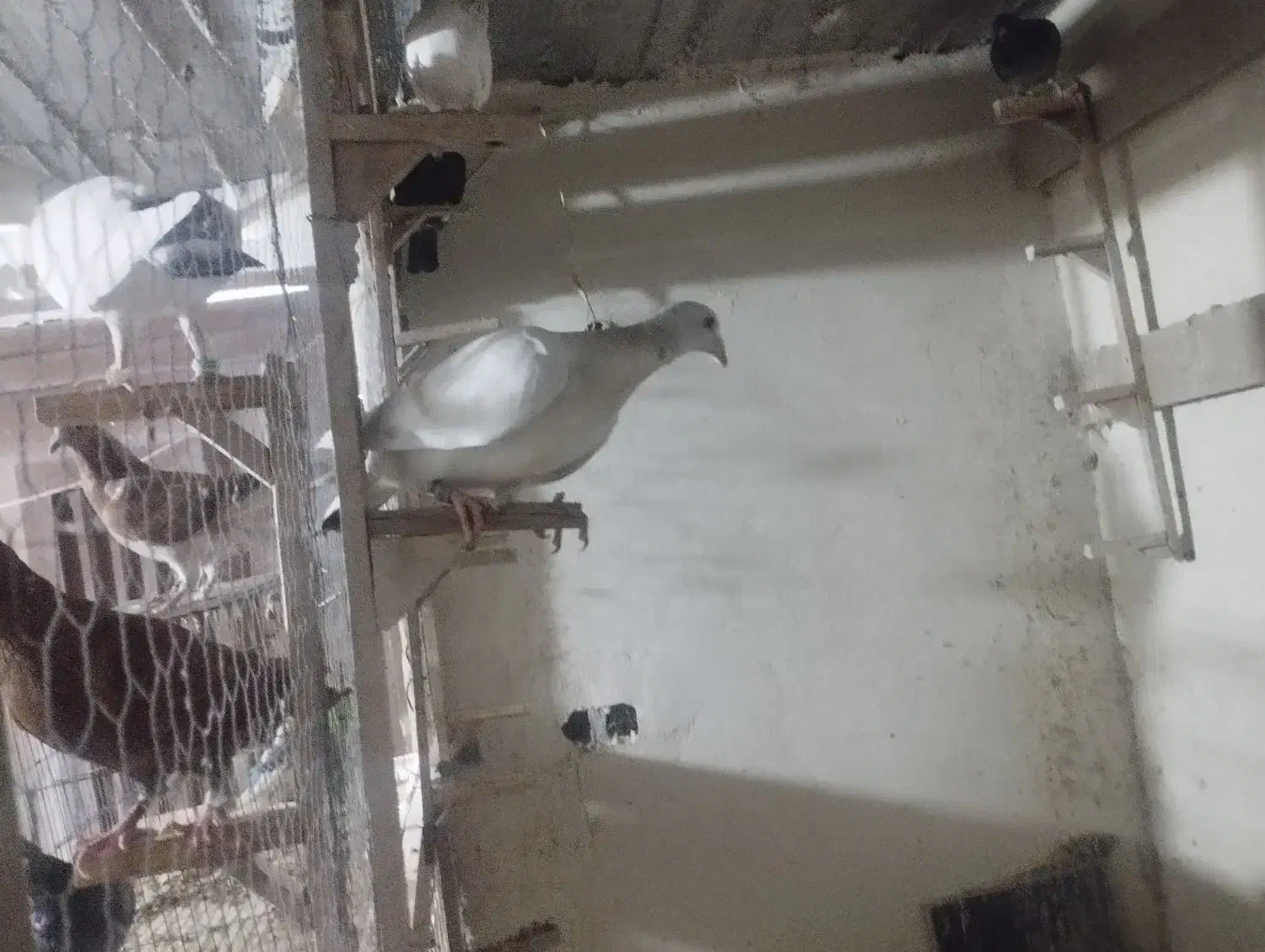 کبوتر|پرنده|سعدآباد, |دیوار