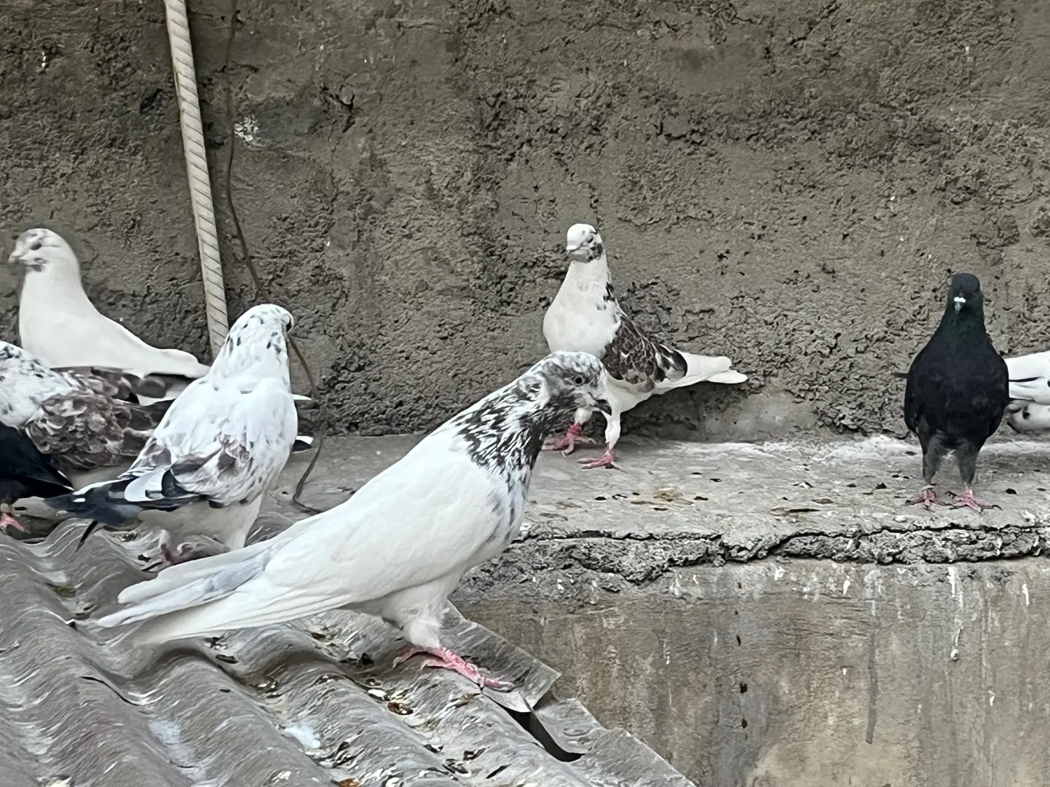 کفتر|پرنده|تهران, دهکده المپیک|دیوار