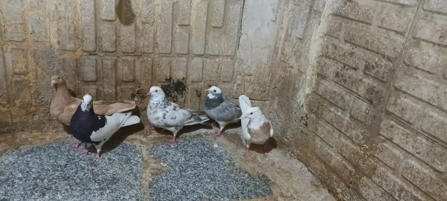 کبوتر|پرنده|ماهیدشت, |دیوار