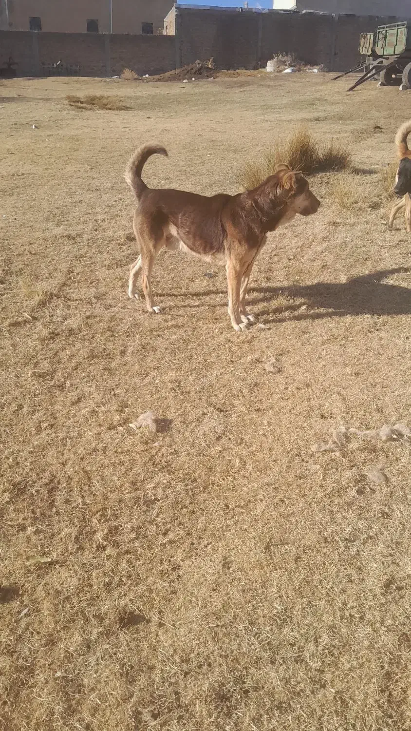 سگ پژدر|سگ|سنندج, |دیوار